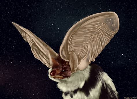 Spotted Bat Speedpaint — Weasyl