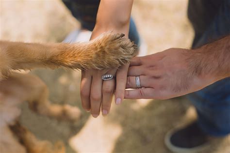 how to get a psychiatric service dog