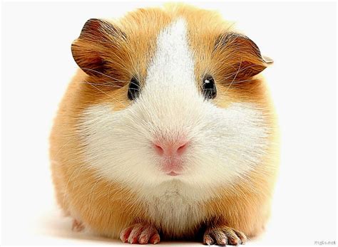 41+ Gambar Hewan Hamster Lucu Gambar Minimalis