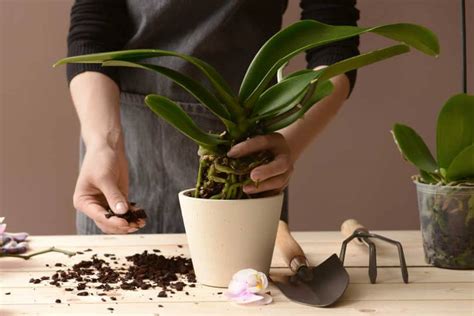 The Best Potting Mix for Orchids to Grow Vivid Orchids - Plant And Lights