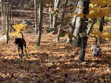 Norwalk Animal Hospital - Sansa and Josie enjoying the fresh air this