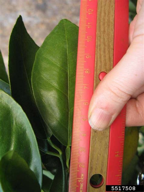 Jincheng (Citrus x aurantium cv. Jincheng L.)