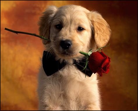 greatest cute wallpaper  dogs       aesthetic