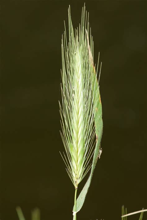 Hordeum murinum L. - Préservons la Nature