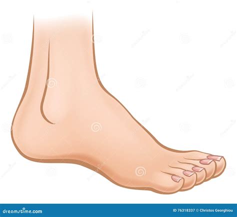 Imagens De Pé Desenho - Pé dos desenhos animados ilustração do vetor. Ilustração de anatomia ...