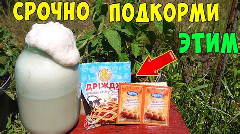 ДРОЖЖИ КАК УДОБРЕНИЕ !!! ПОДКОРМКА ДРОЖЖАМИ !!! - YouTube