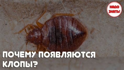 Почему появляются клопы, И КАК ОТ НИХ ИЗБАВИТЬСЯ? - YouTube