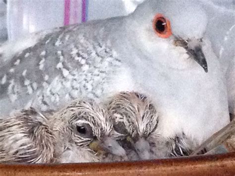 Diamond Dove Mommy and her Twins in a Heartwarming Moment