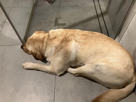 My dog has white waxy looking substance on end of sheath is this cause for concern - 13 years