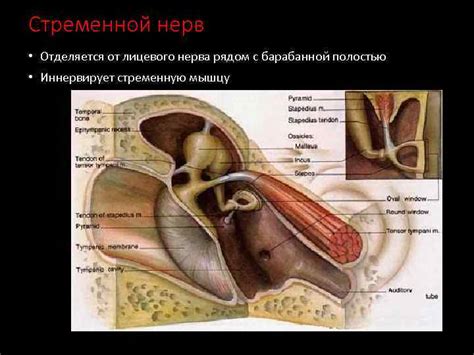 Лицевой нерв Лицевой нерв VII n