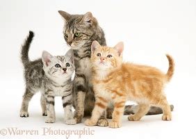 Mother cat and kittens photo WP32066