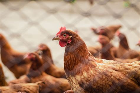 Local chicken supply up 25% in first half of 2021 - Biz Brunei