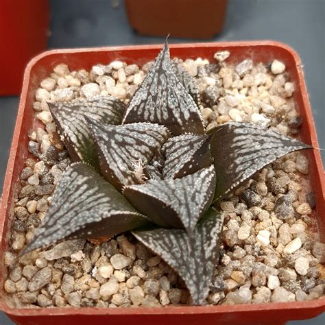 haworthia splendens hybrid cactus shop