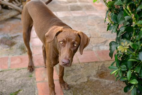 Weimaraner Brown