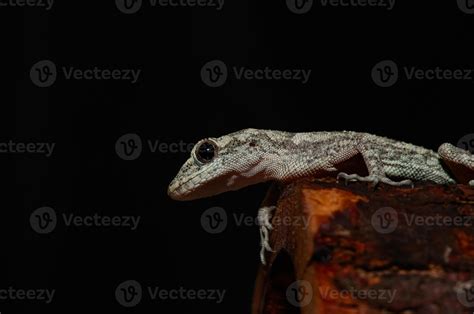 Close-up of Kotschy's Naked-toed Gecko in its natural habitat, on a