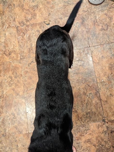 Is my dog too skinny? : r/DOG