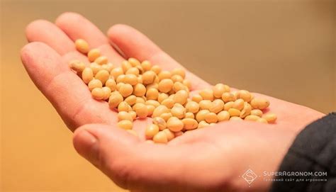 У сезоні 2023 соя була одніє з найприбутковіших, у 2024 році це ...
