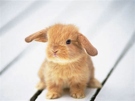 cute baby rabbits