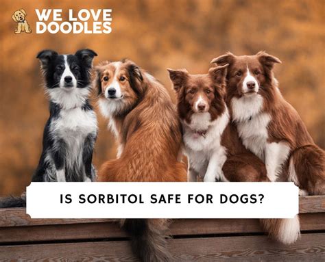 Is Sorbitol Safe For Dogs? (2024) - We Love Doodles