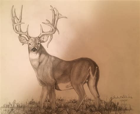 Whitetail Buck Drawing at PaintingValley.com | Explore collection of ...