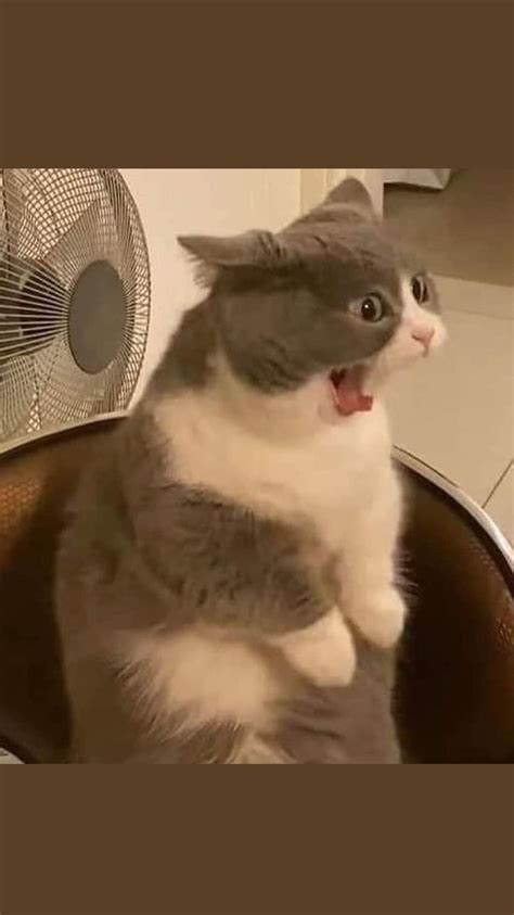 aaaaaaaaa cat memes cats humor cat lovers club