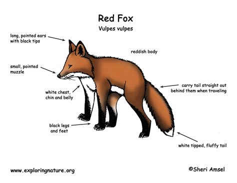 Fox (Red)