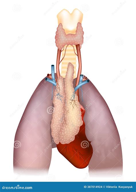 Detailed Anatomical Diagram Of Thymus, Heart, And Lungs. Human Thymus