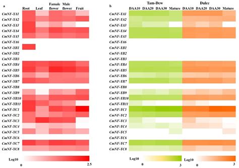 Genome-Wide Identification and Chilling Stress Analysis of the NF-Y