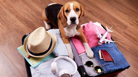 how much to bring dog on plane