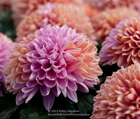 Decorative Chrysanthemums | Beautiful Flower Pictures Blog