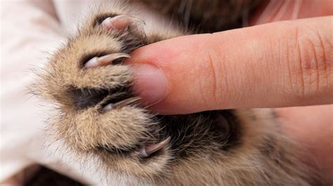 Declawing Cats: The Paw-Some Price Tag