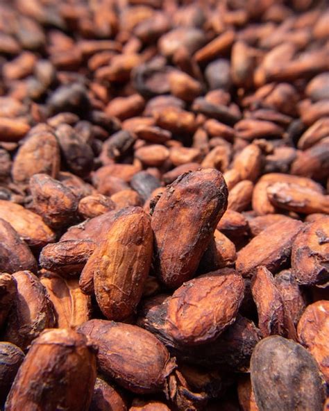 Premium Photo | Details of cocoa beans drying in the sun