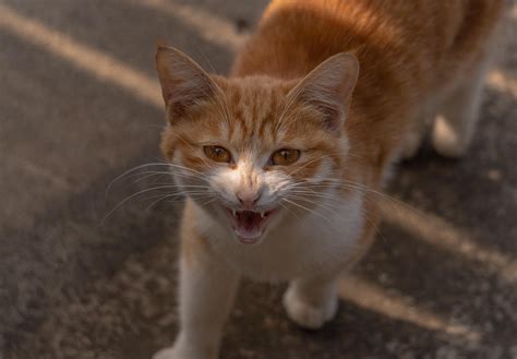 The Hidden World of Feral Cats in Urban Areas - felinefam.com