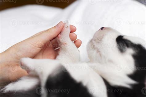 Tender Moment Between Human and Puppy - Pet Bonding Close-up 48668126