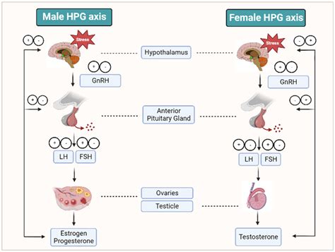 What Are Hormones Of The Male And Female Reproductive System at Olga