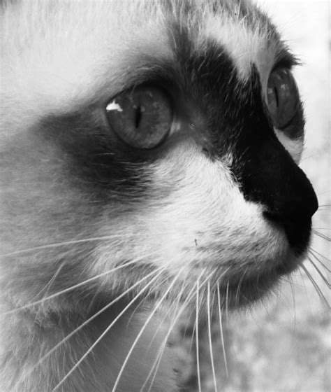 Burmese Cat Free Stock Photo - Public Domain Pictures