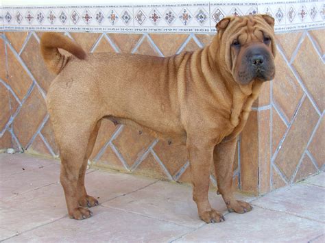 Shar Pei De Las Cuatro Columnas