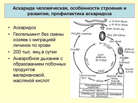 Круглые черви - презентация онлайн