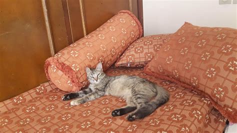 my lovely mimi : r/cats