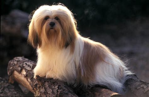Lhassa apso : caractère et éducation – Ooreka
