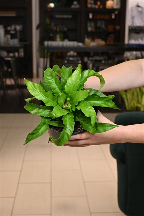Birdsnest 'Hurricane' Fern – Lost in the Forrest