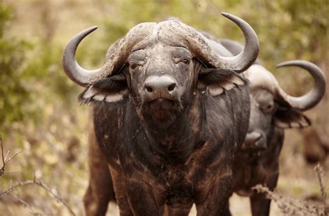 African Buffalo - Animal Corner