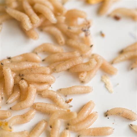 Preventing an infestation of fly larvae (White Worms)