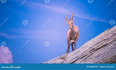 Alpine Ibex stock photo. Image of goat, south, snow, wild - 98856632