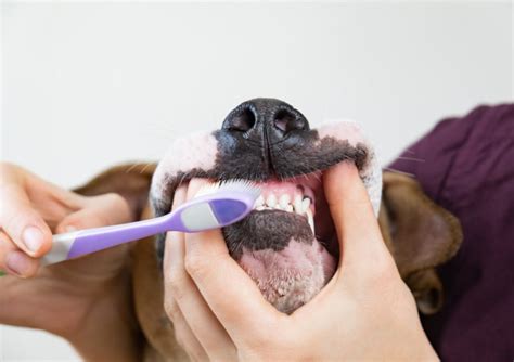 Dog Gums Bleeding When Brushing | Northgate Vet