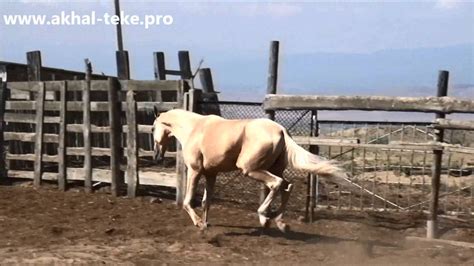 Akhal-teke stallion Magas - For sale - YouTube
