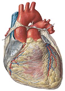 calon dokter anatomi cardiovascular jantung