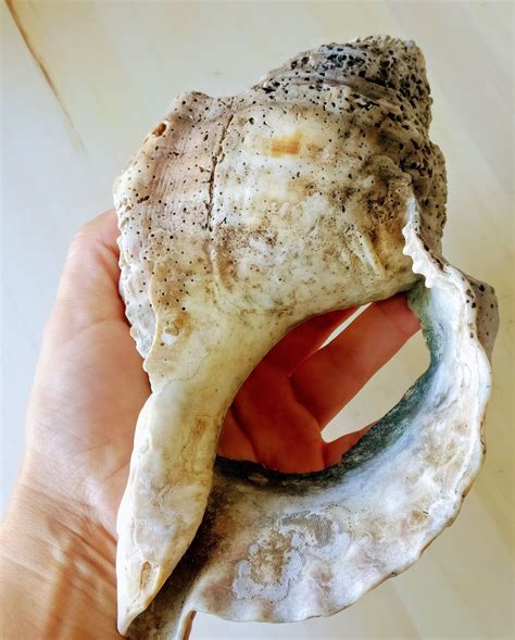 Large Antique Broken Conch Shell. Beach Decor. Collectible - Etsy