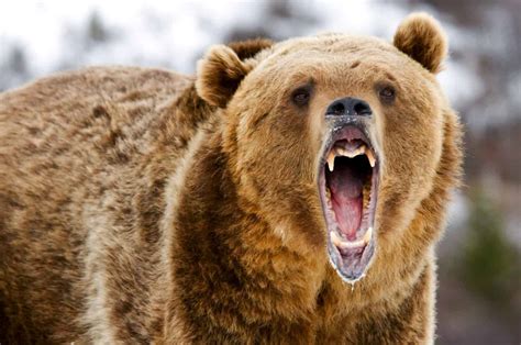 grizzly bear quiz       animals