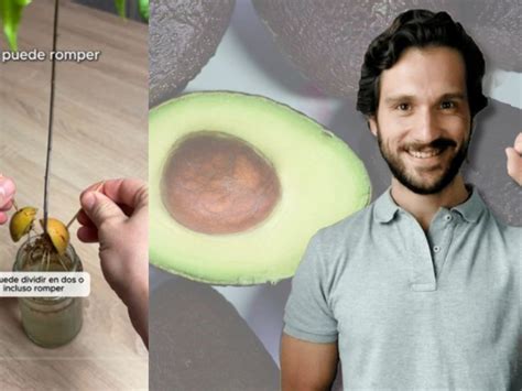 Esto es lo que no tenés que hacer si querés germinar una palta desde el